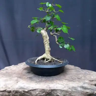 bonsai liguster Flowering Ligustrum Bonsai Tree