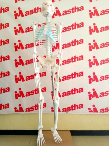 Anatomi Manusia Alat Peraga Model Kerangka Besar Manusia/Manekin