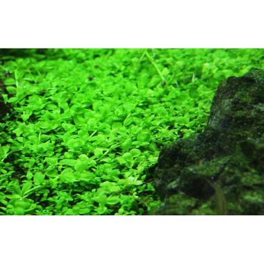 bibit benih tanaman air carpet seed aquascape aquarium MONTE CARLO