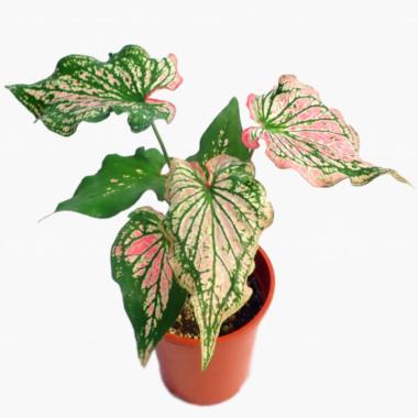 Tanaman Hias Caladium Wayang -Keladi Wayang