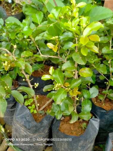 Bibit Tanaman Cery/Cherry Jepang - Cangkok - Cepat Berbuah