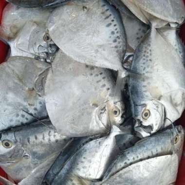 Ikan laut etem Semar fresh segar 1/2 kg