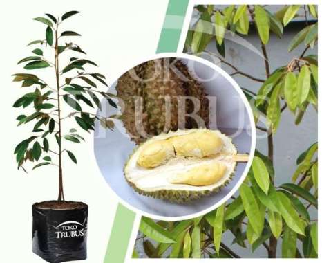 Jual Durian Bawor Terbaru - Harga Murah | Blibli.com