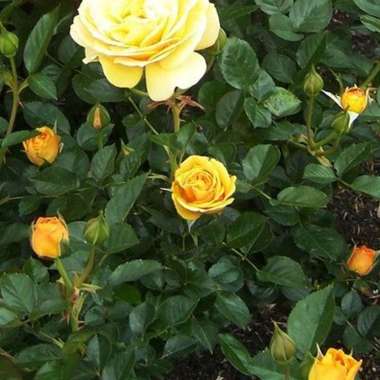 Tanaman Hias Bunga Mawar Floribunda Kuning