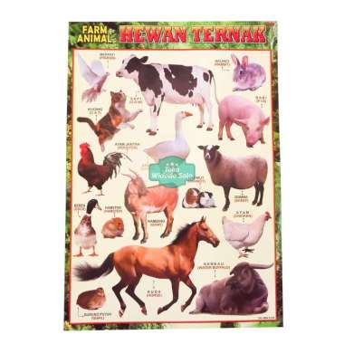 Poster Edukasi Hewan Ternak 35x50cm - 1 Lembar