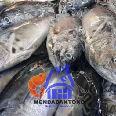 Ikan tongkol segar | ikan laut segar | seafood