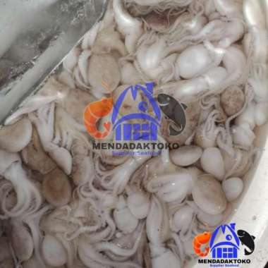 baby gurita segar | seafood | hasil laut 9