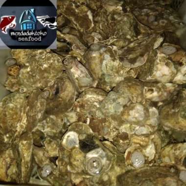 kerang tiram live ( hidup ) | oyster fresh 1kg