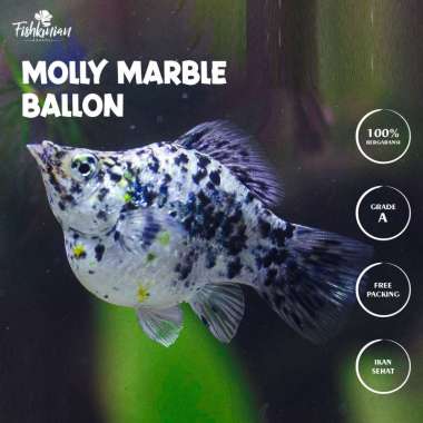 IKAN HIAS AIR TAWAR AQUASCAPE AQUARIUM - MOLLY MARBLE BALLOON