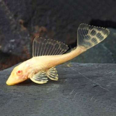 Ikan Gibicep Pleco Gibbiceps Albino Ikan Red Eye L083 Size 5cm