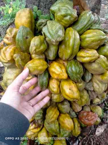 Bibit Tanaman Buah Namnam Langka - Berbuah Lebat - Kaya Anti Oksidan