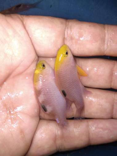 Betok BINTANG MALAM - Ikan Hias Aquarium Laut