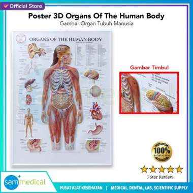 Poster 3D Organs Of The Human Body / Gambar Organ Manusia BS 110