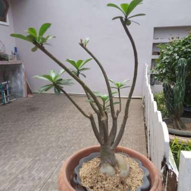 Adenium Bonsai Dahan Banyak Bunga Pink