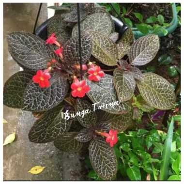 Tanaman hias episcia merah / bunga merah / tanaman gantung episcia Multivariasi Multicolor
