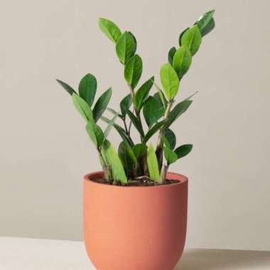 Zamioculcas Zamiifolia/ Dollar ZZ Plant Multivariasi Multicolor