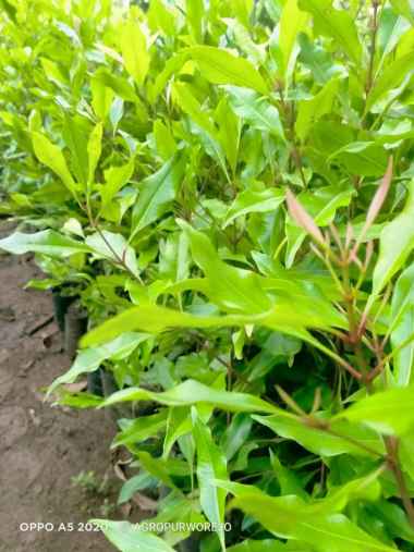 Bibit Tanaman cengkeh zanzibar-Hasil melimpah-Aroma wangi