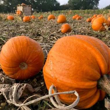 30 Benih Bibit Biji Labu Mammoth Gold, GIANT PUMPKIN, Waluh Besar SUPER Jumbo, Manis