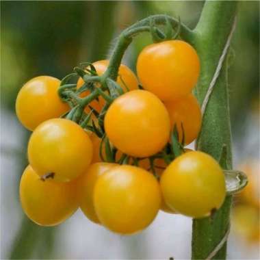 Tomat Cherry Kuning Bulat Fresh Curah 1 kg