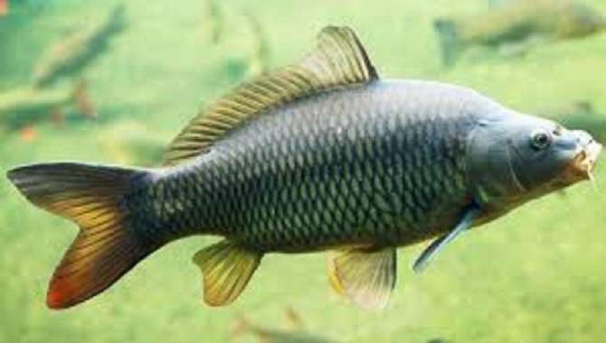 bibit ikan mas konsumsi