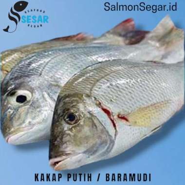 Ikan Kakap Putih Segar Baramundi 1kg 1000gr