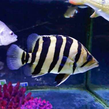 Tiger Datz Fish / Datz Borneo 8cm