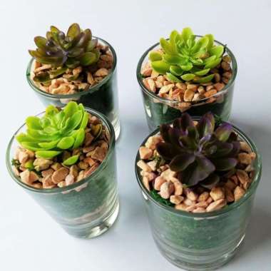 Terrarium Mini Hiasan Unik Terarium Gelas Kaktus Succulents Souvenir Lucu