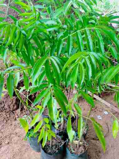 BIbit Tanaman buah Kedondong - Berbuah Lebat- Bahan rujak & asinan