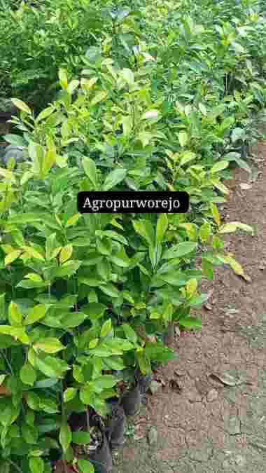 Bibit tanaman Beringin Golden - Daun Keemasan - Banyak di cari