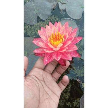 Teratai aneka warna ukuran small Wanvisa