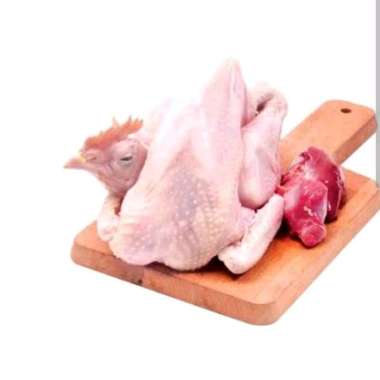 Ayam kampung 1 ekor Betina Timbang Hidup ±9ons