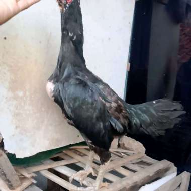 Betina Ayam bangkok silangan mangon indukan biang bagus sudah bertelur