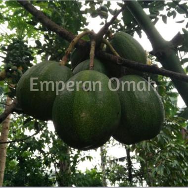 Grosir Bibit Buah Alpukat Markus Super Jumbo