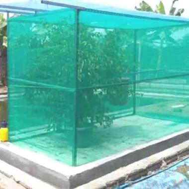 Kandang Jaring Lalat BSF Maggot 2x1,5x2