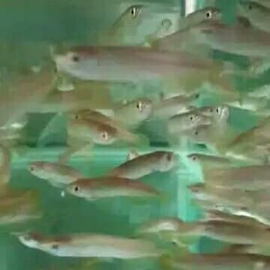 Arowana Arwana Green Golden Pino