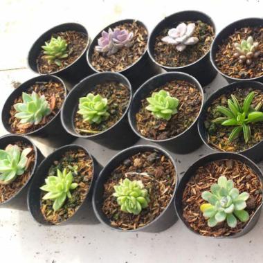 Tanaman Sukulen Hias Mini Pohon Kaktus Sekulen Bunga Hiasan Taman Dekorasi Dinding Ruang Tamu Rumah 