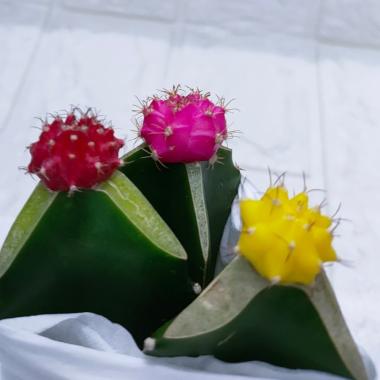 Kaktus grifting tanaman hias hidup kaktus sukulen gymno mini kaktus warna hiasan dekorasi taman dan 
