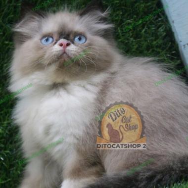 Kucing Anggora Persia Himalaya Ragdoll Munchkin