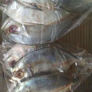 Ikan kuwe kue segar 1 kg