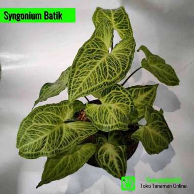 Tanaman Hias Daun Syngonium Batik