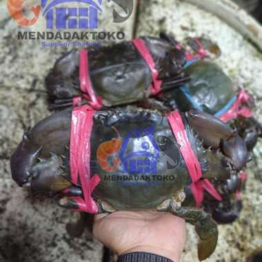 kepiting bakau hidup 1kg isi 2 ekor