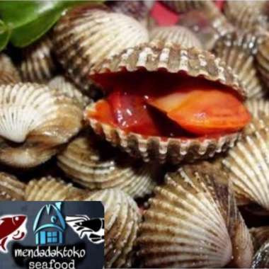 kerang darah hidup | seafood | hasil laut segar