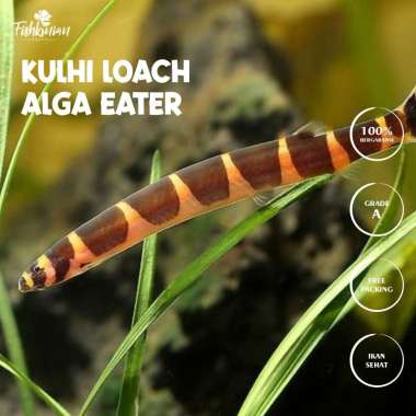 IKAN HIAS AIR TAWAR AQUASCAPE AQUARIUM - KULHI LOACH PEMAKAN ALGA