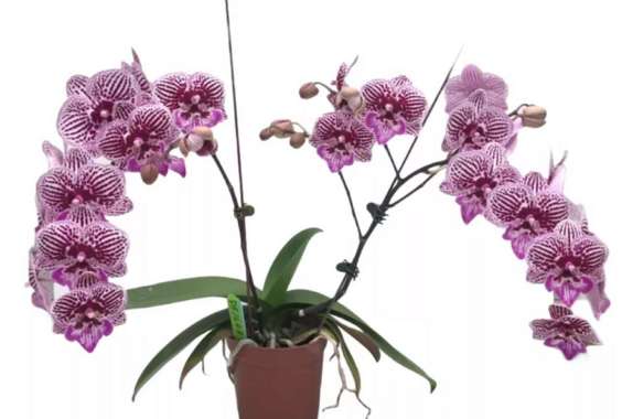 Anggrek Bulan Spike Premium 2237