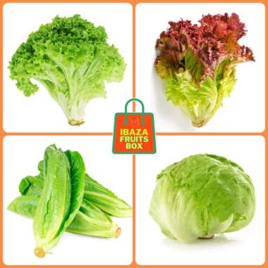 Sayur Selada Romaine, Selada Bokor, Lettuce, Selada Keriting Hijau, Selada Merah Sayur Premium Segar