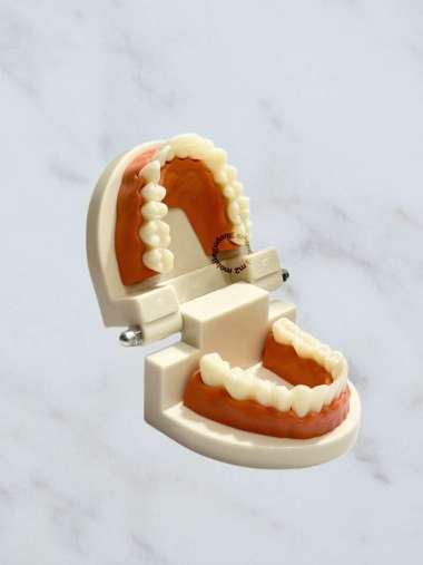 Model Study gigi/ phantom gigi/ contoh gigi/ alat peraga gigi