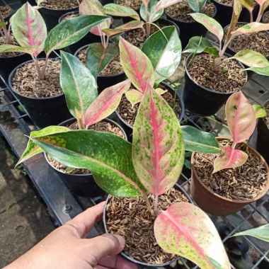 tanaman hias anakan aglaonema big Roy Multivariasi Multicolor