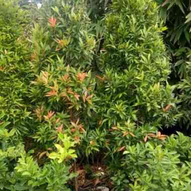 tanaman pucuk merah 2 meter rimbun Multivariasi Multicolor