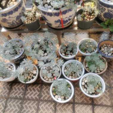 puyong tanaman hias pohon rejeki daun lebat Multivariasi Multicolor