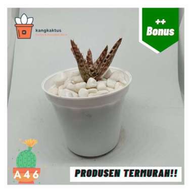 Kaktus dan sukulen murah | Tanaman hias - Dekorasi kamar | A46 Tanaman saja